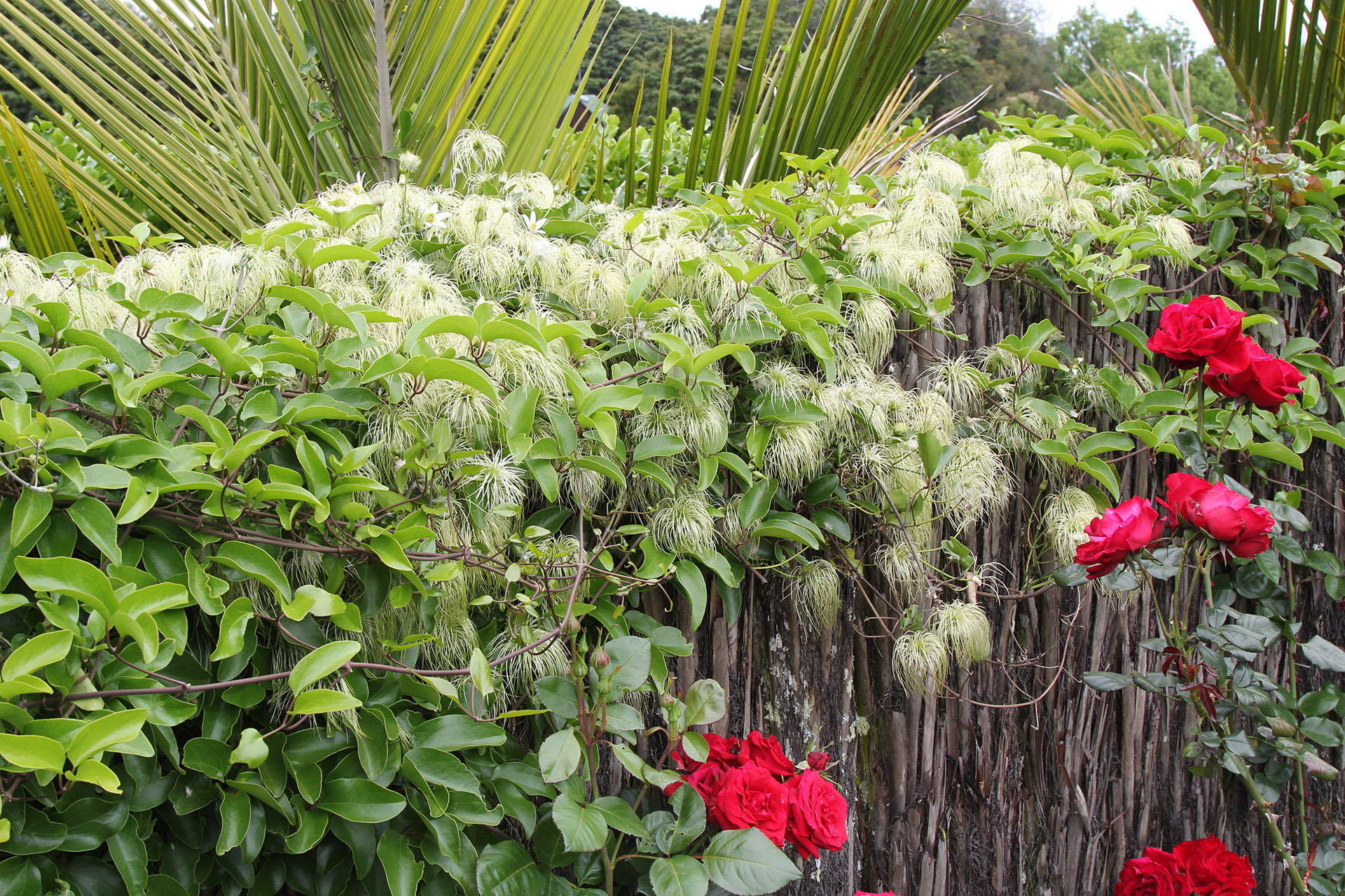 Clematis paniculata